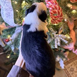 Dark green collar - Black tri-color male Australian Shepherd puppy in Quinlan, Texas from Murphy Ranch Australian Shepherds