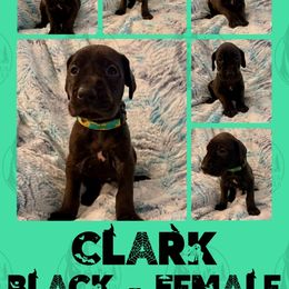 Clark - Black female Great Dane puppy in Longview, Texas from Noctua Kennels