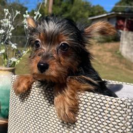Freddie - Black and tan male Yorkshire Terrier puppy in Guntersville, Alabama from Lisa’s Little Yorkies