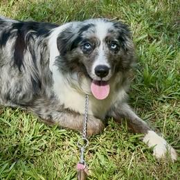 Aspen - Miniature Australian Shepherd