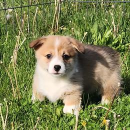 Yoko - Red and white female American Corgi puppy in Dunbar, Nebraska from Vintage Corgis