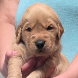 Blue - Golden male Golden Retriever puppy in Taylor Ridge, Illinois from Salata Goldens