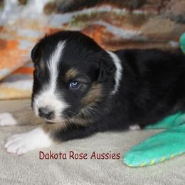 Toast - Black tri-color male Australian Shepherd puppy in Burbank, South Dakota from Dakota Rose Aussies