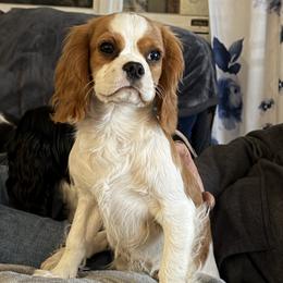 Cavalier King Charles Spaniel Puppies from FairHawk Downs