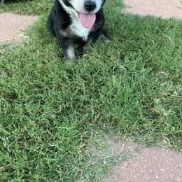 Miniature Australian Shepherd Puppies from Andy McDonald