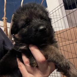 Pink Collar - Black and red female German Shepherd puppy in Kansas, Ottawa, Kansas from Import German Shepherds of Kansas