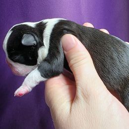 Female 5 - Black brindle and white female Boston Terrier puppy in Denver, Colorado from Diamonds In The Ruff Boston Terriers