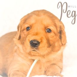 Golden Retriever Puppies from Willowdale Puppies