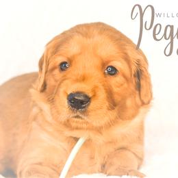Golden Retriever Puppies from Willowdale Puppies