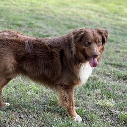 Reese - Australian Shepherd