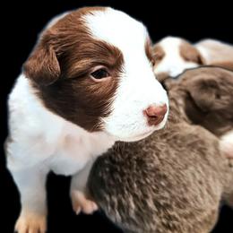 Breeze - White and red female Border Collie puppy in Cedar Springs, Michigan from Lyncroft Border Collies