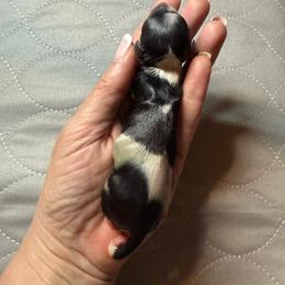 No4 Boy 2 - Black tan and white male Biewer Terrier puppy in Lebanon, Oregon from SD99Biewers