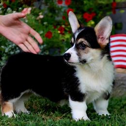 Blossom - Black and tan female Pembroke Welsh Corgi puppy in Pollock, Missouri from Northstar
