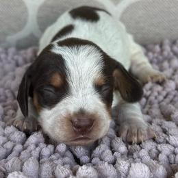 CKC Boy 1 - Piebald male Dachshund puppy in Joshua Tree, California from Desert Dreams Ranch