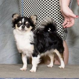 Ranger - Chihuahua