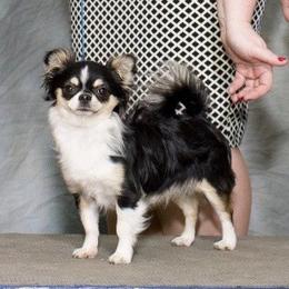 Ranger - Chihuahua