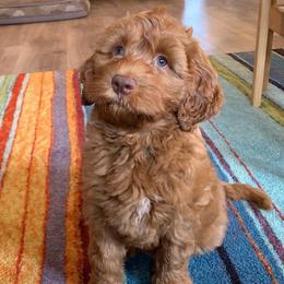 Australian Labradoodle and Labradoodle Puppies from Elite Blend Labradoodles
