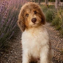 Falcon - Red merle male Aussiedoodle puppy in Springfield, Missouri from Aspen River Doodles