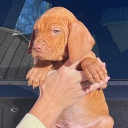 Voyager-green collar - Golden rust male Vizsla puppy in Dugspur, Virginia from Pilgrims Trails Shorthairs