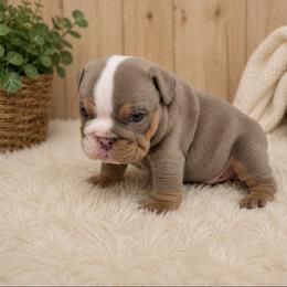 Tommy - Lilac tri-color male Bulldog puppy in Bell Gardens, California from G bulldogs