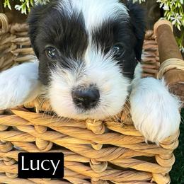 Lucy - Black tri-color female Aussiedoodle puppy in Bakersfield, California from Annie's Aussies