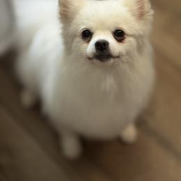 Chihuahua, Pomeranian, and Poodle All Grown Up from Ladybug Chihuahuas