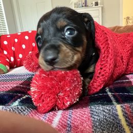 Dachshund Puppies from Phillian Family Mini Dachshunds