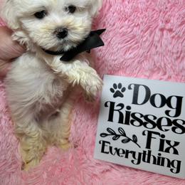 Nalu - White male Maltipoo puppy in Apple Valley, California from Boujeepups