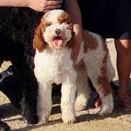Lucie - Goldendoodle