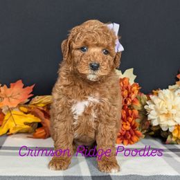 Cookie (Purple girl) - Parti female Poodle puppy in St George, Utah from Crimson Ridge Poodles
