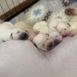Labrador Retriever Puppies from Knotty Creek Labradors