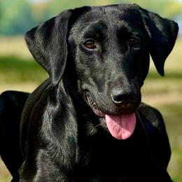 4th Pick Black Female - Black female Labrador Retriever puppy in Berlin, Wisconsin from Gypsy Miracle Kennels