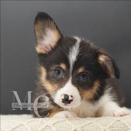 Truffle - Tri - Black and tan male Pembroke Welsh Corgi puppy in Straughn, Alabama from Magnolia Creek Corgis