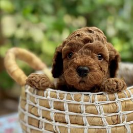 Boy 2 - Red male Cavapoo puppy in La Vernia, Texas from Texas Teddy Bears