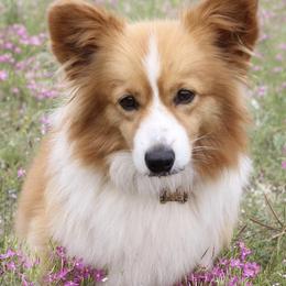 Pembroke Welsh Corgis from Cactus Corgis