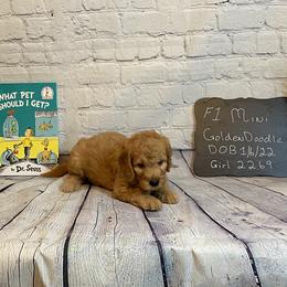 Goldendoodle and Poodle Puppies from Partridge Doodles and Poodles