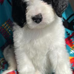 Saint Berdoodle Puppies from Badland St. Berdoodles LLC