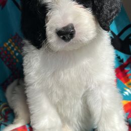 Saint Berdoodle Puppies from Badland St. Berdoodles LLC
