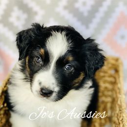 Australian Shepherd Puppies from Jo’s Aussies