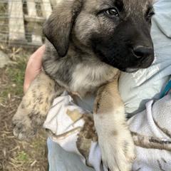 Pugsley - Brindle male Anatolian Shepherd Dog puppy in Williamsburg, Kentucky from Three Little Birds Farm