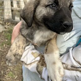 Pugsley - Brindle male Anatolian Shepherd Dog puppy in Williamsburg, Kentucky from Three Little Birds Farm