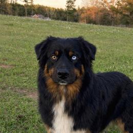 Gunner - Australian Shepherd