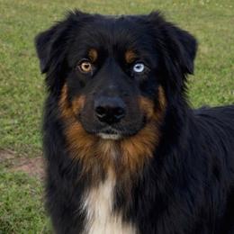 Gunner - Australian Shepherd
