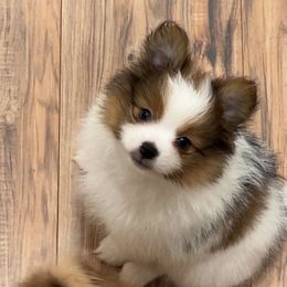 Male 1 - Red parti male Pomeranian puppy in Weatherford, Texas from COCO'S POMS AND FRENCHIES