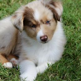 Miniature Australian Shepherd and Toy Australian Shepherd Puppies from Stone & Sage ATX Toy & Mini Aussies