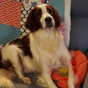 Evie - Bearded Retriever