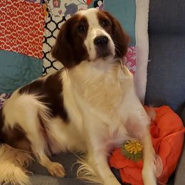 Evie - Bearded Retriever