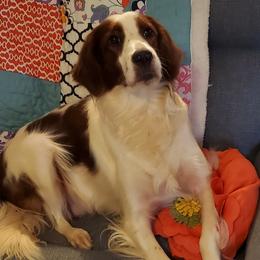 Evie - Bearded Retriever