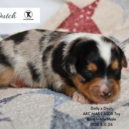 Dutch - BMM1 - Blue merle male Toy Australian Shepherd puppy in Nacogdoches, Texas from TK Standard, Mini, & Toy Aussies
