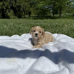 Trixie - Apricot female Maltipoo puppy in Allentown, Pennsylvania from Poodles Are Mixy